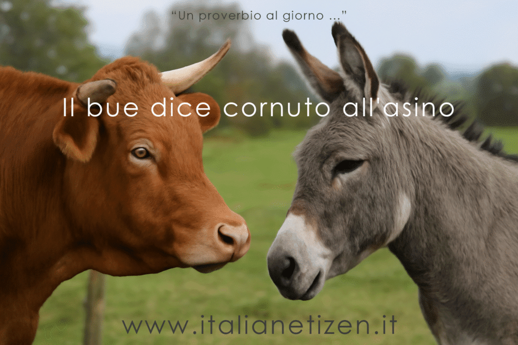 Il bue dice cornuto all’asino